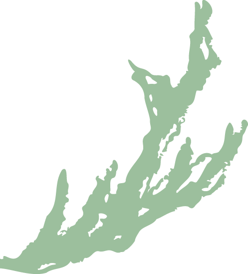 demi-corne-cerf-boutissaint-vert illustration corne de cerf verte