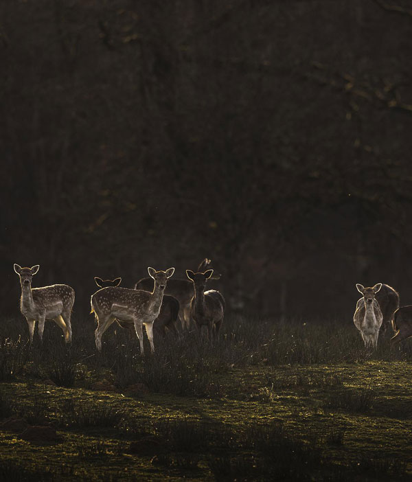 experience-immersion-nature-au-clair-de-lune Biches de nuit dans le parc naturel de Boutissaint