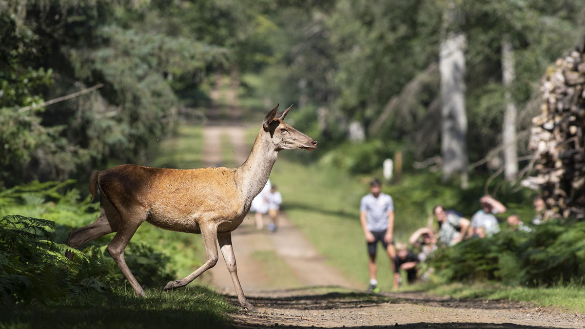 experience-immersion-nature-boutissaint Biche qui traverse un chemin de randonnée dans le parc naturel de Boutissaint devant un groupe de randonneur