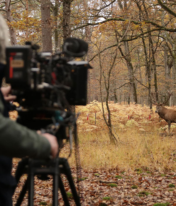 experience-immersion-nature-pour-filmer Personne qui filme un cerf dans le parc naturel de Boutissaint