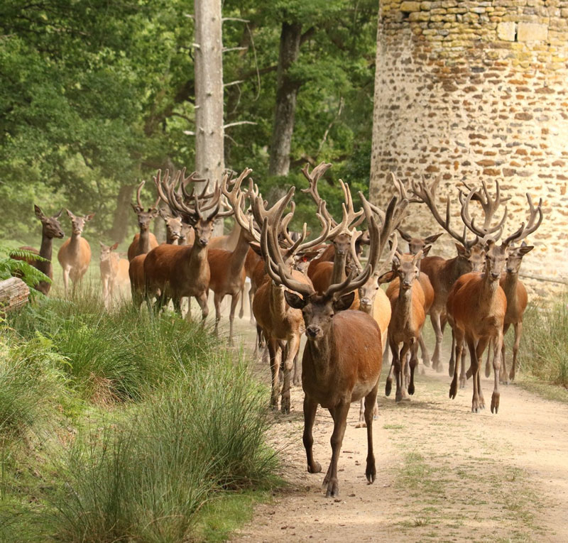 histoire-du-parc-boutissaint-cerfs Troupeau de Cerfs et Biches aux abords du domaine Boutissaint