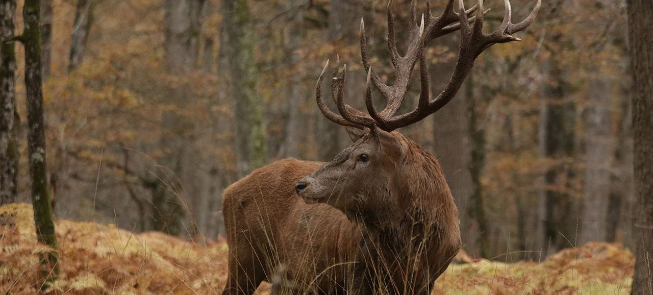 cerf dans la forêt