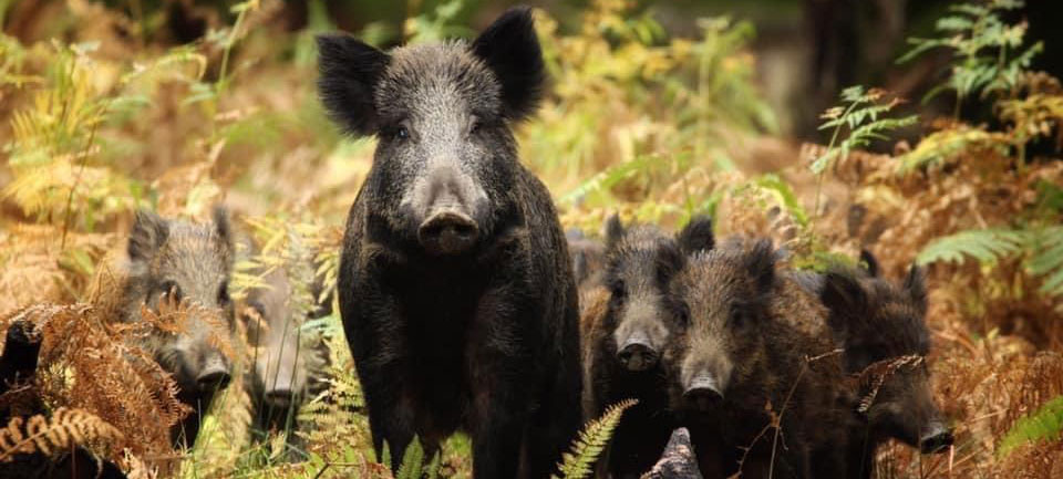 Famille de sanglier dans la forêt