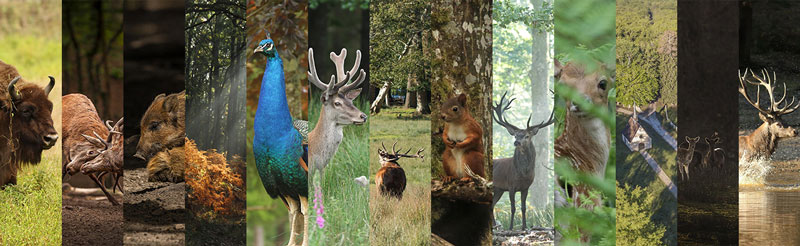 Pêle mêle de photos d'animaux du parc naturel de Boutissaint