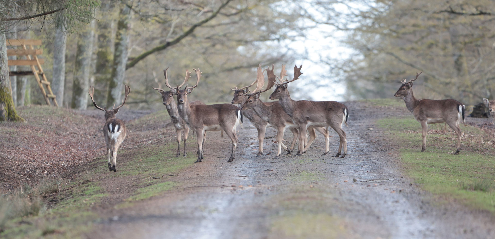 nos-rendez-vous-biches-header Cerfs traversant une route dans le parc naturel de Boutissaint