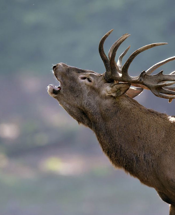 nos-rendez-vous-boutissaint-brame-du-cerf Cerf qui brame