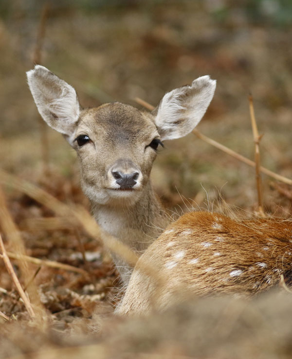 nos-rendez-vous-boutissaint-la-fete-du-15-aout Biche allongée dans la nature