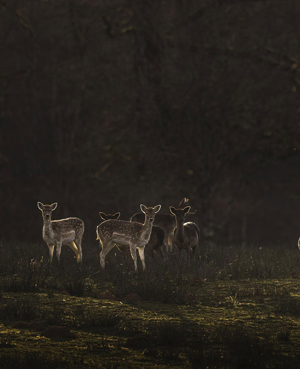 nos-rendez-vous-boutissaint-rando-pleine-lune biches de nuit dans le parc naturel de Boutissaint