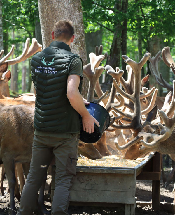 nos-rendez-vous-boutissaint-soigneur-d-un-jour Personnel donnant à manger aux cerfs dans le parc naturel de Boutissaint