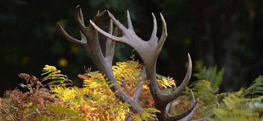 Bois de cerf