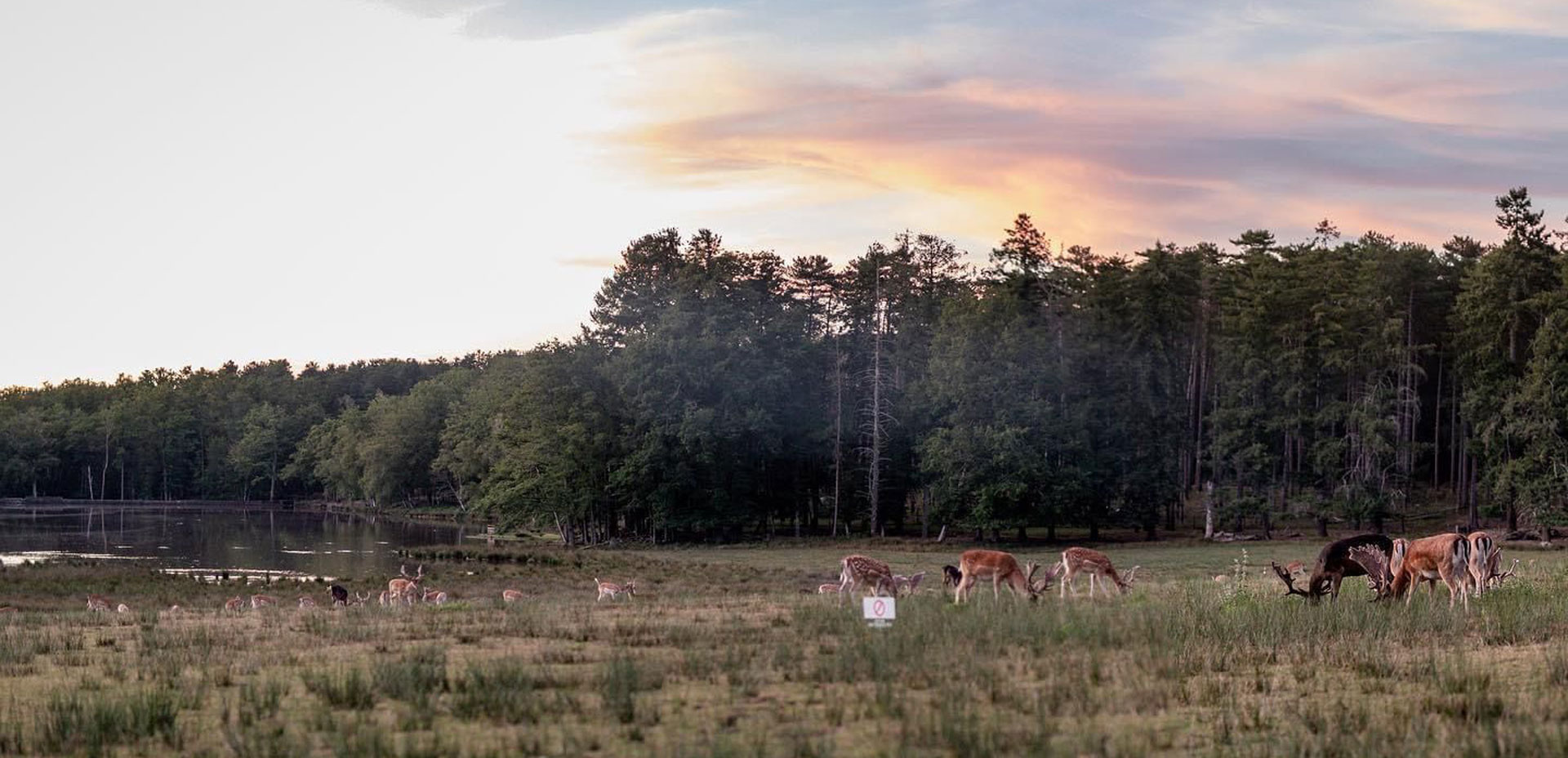 Troupeau de cerfs et biches en liberté dans le parc naturel de Boutissaint