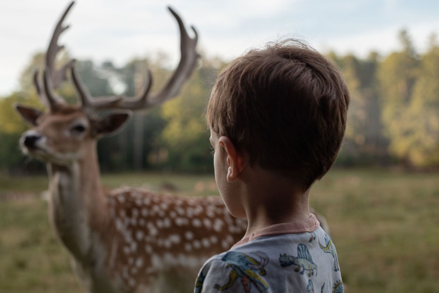 conseils-de-visite-boutissaint-devenez-un-bon-observateur-tablette enfant devant une biche