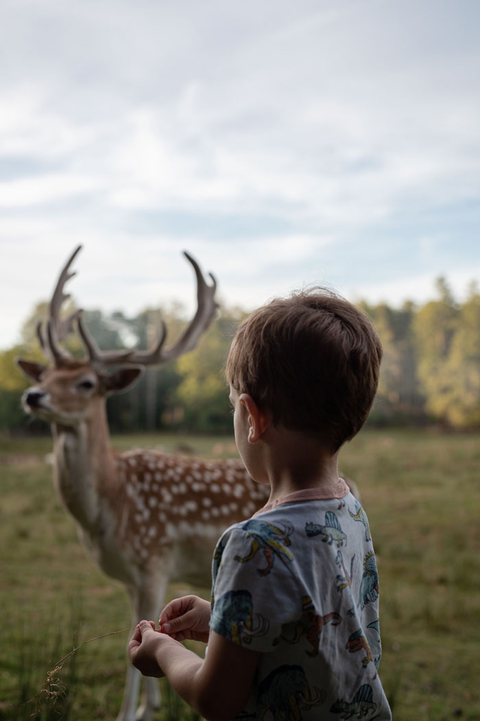 conseils-de-visite-boutissaint-devenez-un-bon-observateur enfant devant une biche