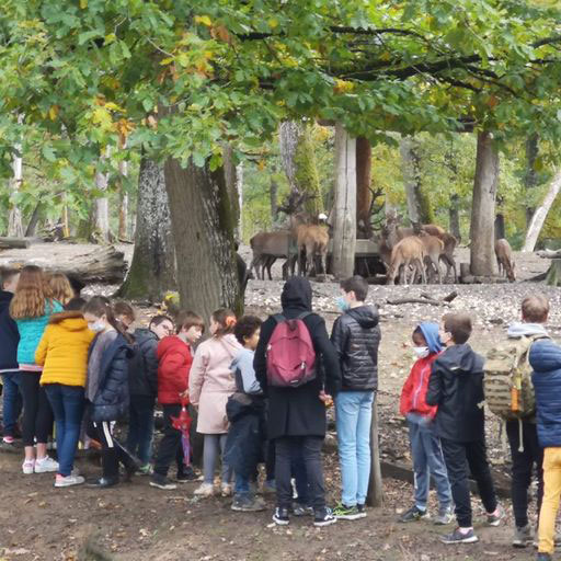 groupes-boutissaint-mobile groupes d'enfant devant un troupeau de cerfs et biches dans le parc naturel de Boutissaint