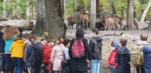 groupes-boutissaint-tablette groupes d'enfant devant un troupeau de cerfs et biches dans le parc naturel de Boutissaint