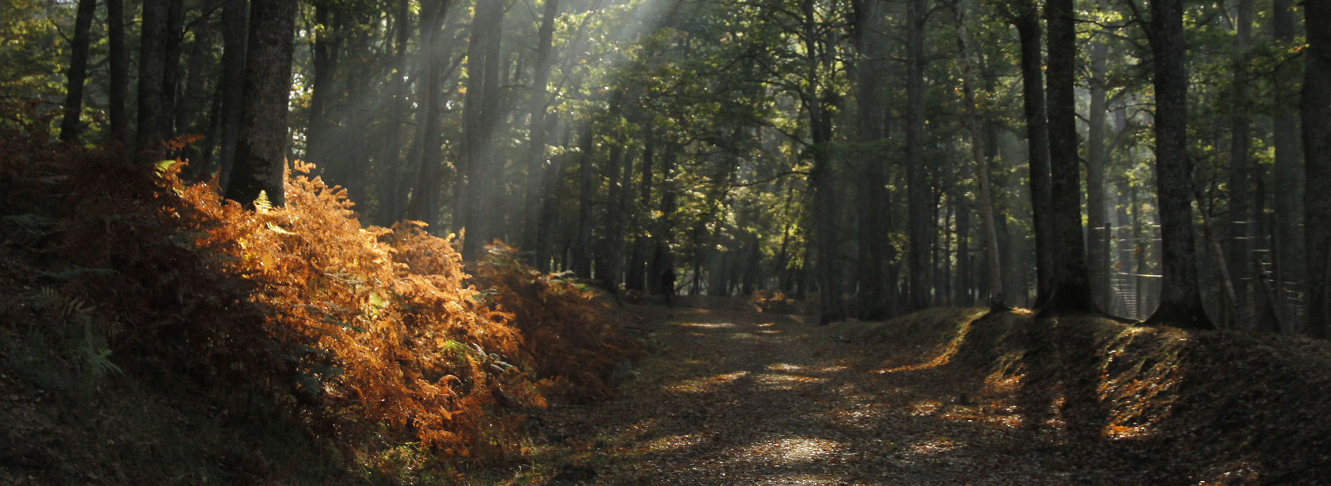 Chemin dans la forêt dans le parc naturel de Boutissaint