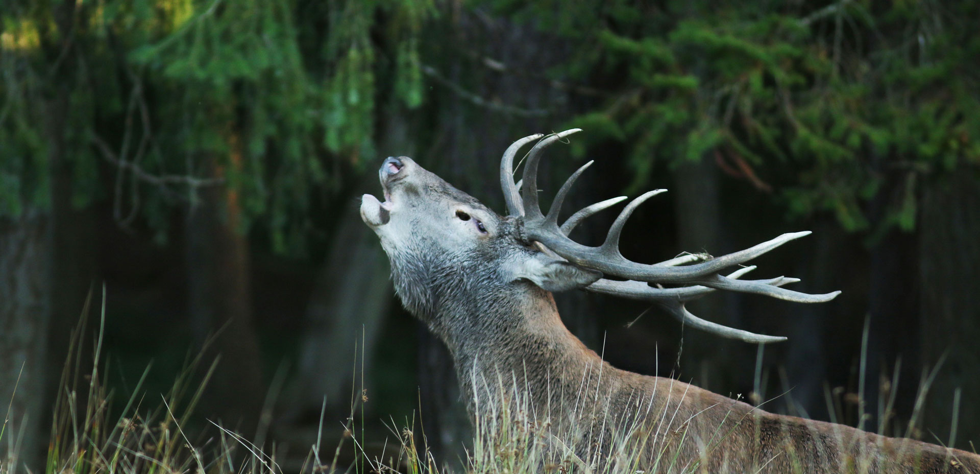 Cerf qui brame