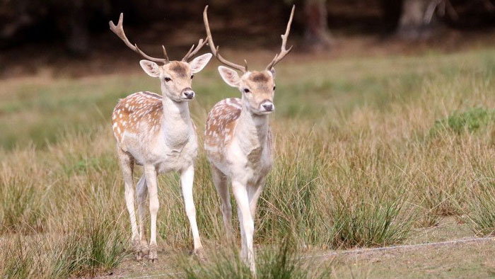 deux biches dans le parc naturel de Boutissaint