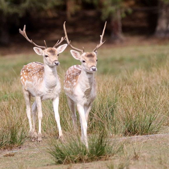 Deux biches dans le parc naturel de Boutissaint