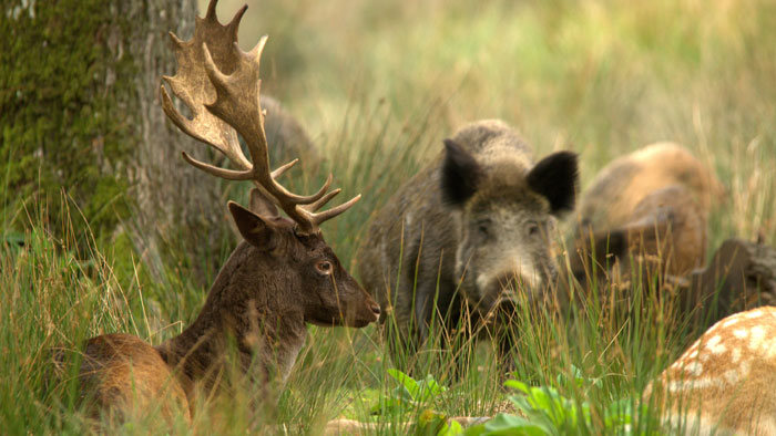 reservation-restauration-et-accès-Boutissaint-horaires-tablette Cerf allongé avec un sanglier dans le parc naturel de Boutissaint