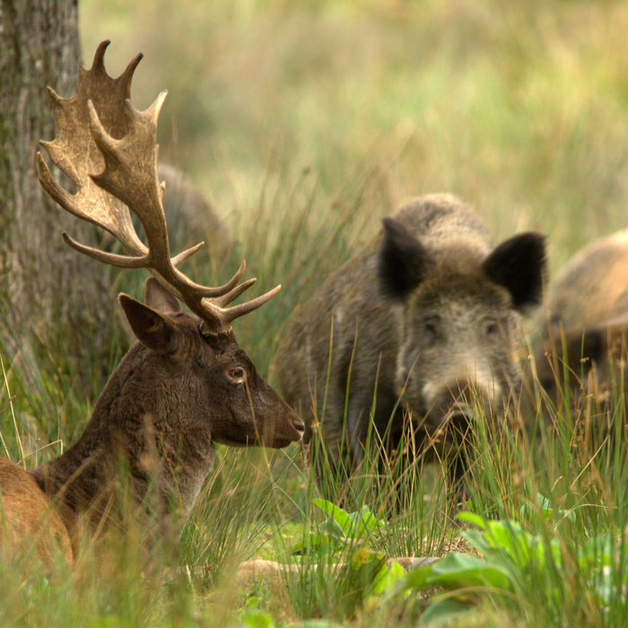 reservation-restauration-et-accès-Boutissaint-horaires Cerf allongé à côté d'un sanglier dans parc naturel de Boutissaint