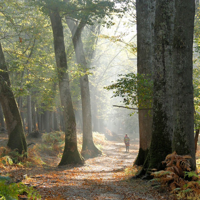 reservation-restauration-et-accès-Boutissaint-réserver Enfant se baladant dans la forêt du parc naturel de Boutissaint